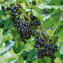 Obstgehölz Strauchpaket Beerenobst