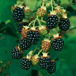 Obstgehölz Strauchpaket Beerenobst