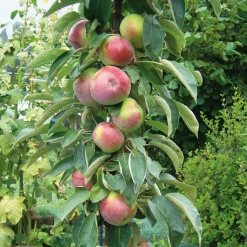Obstgehölz Säulenapfel 'Black McIntosh'