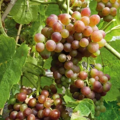 Obstgehölz Tafeltrauben 'Bellarosso'
