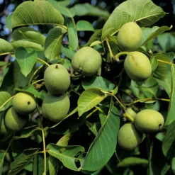 Obstgehölz Walnuss 'Rote Donaunuss'