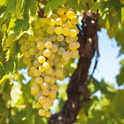 Obstgehölz Weinrebe 'Primus'