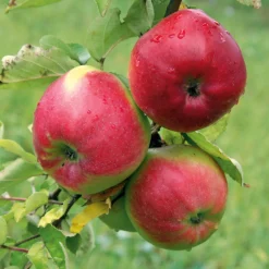 Obstgehölz Winterapfel 'Winterrambur'