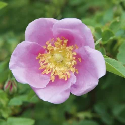 Paket Bienenrosen 3 Stück