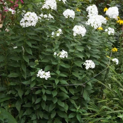 Pflanzenstütze variabel