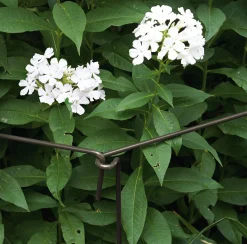 Pflanzenstütze variabel