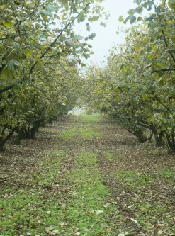 Piemontesische Haselnüsse