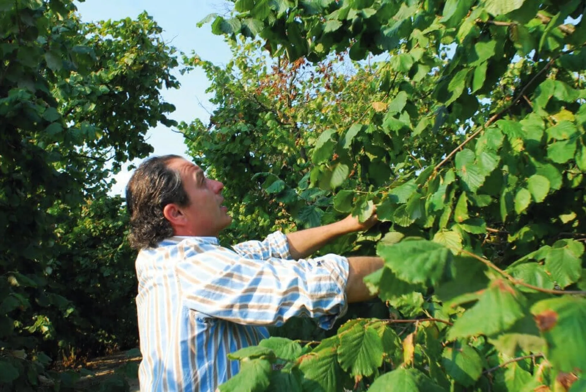Piemontesische Haselnuss-Schokoladen-Creme