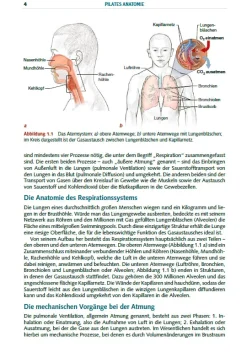 Pilates Anatomie
