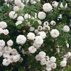 Ramblerrose ’Félicité et Perpétue‘