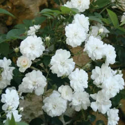 Ramblerrose 'Guirlande d`Amour®'