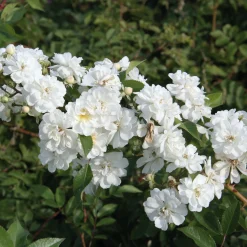 Ramblerrose 'Guirlande d`Amour®'