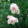 Ramblerrose 'Mme Alfred Carrière'