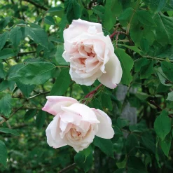 Ramblerrose 'Mme Alfred Carrière'