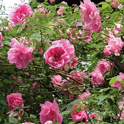 Ramblerrose 'Mme Sancy de Parabère'