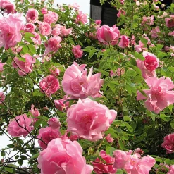Ramblerrose 'Mme Sancy de Parabère'