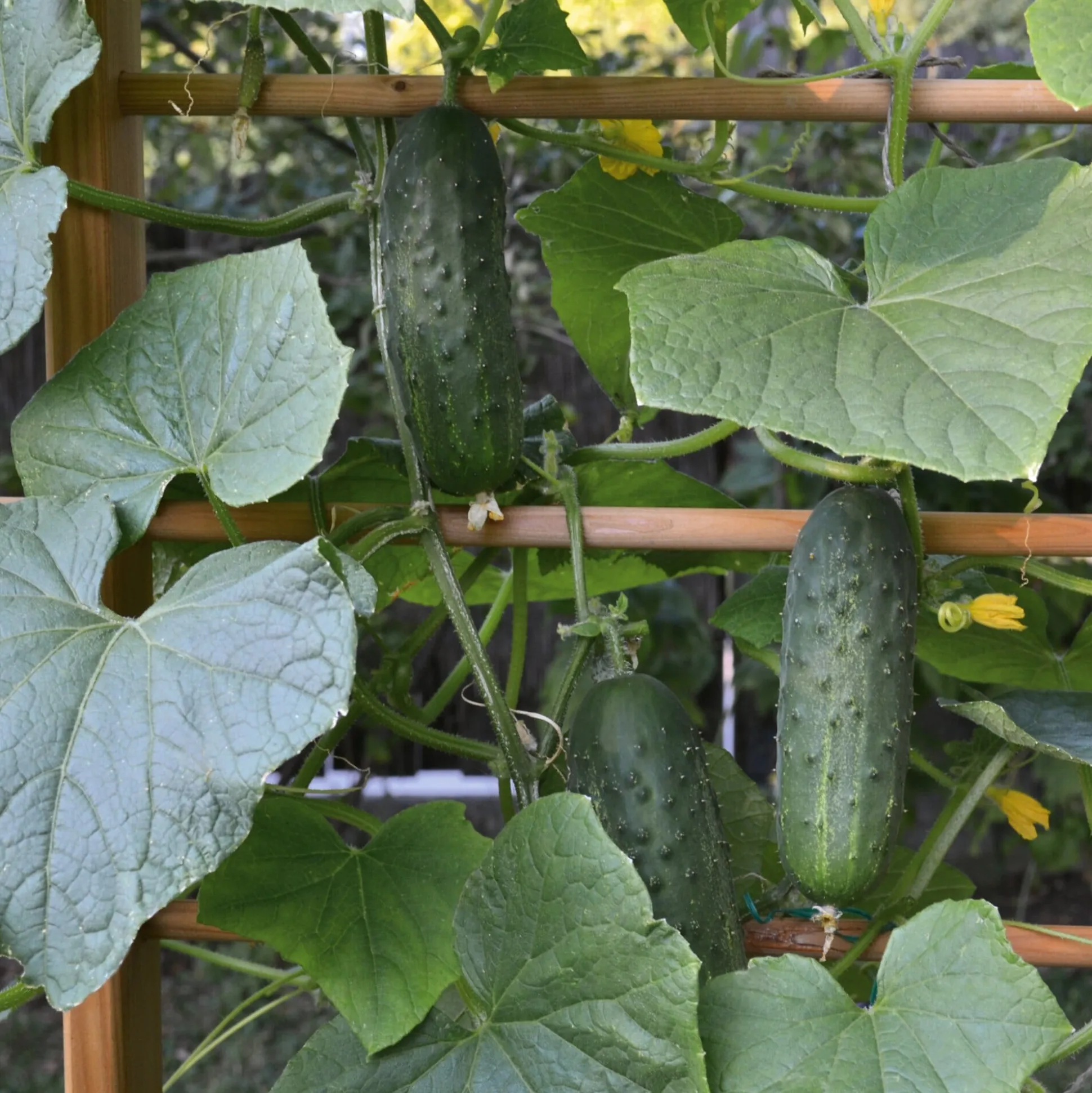 Rankgerüst für Beet und Hochbeet