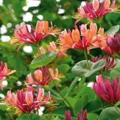 Rankpflanze 'Heckrotts Duft-Geißblatt'