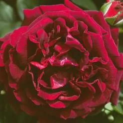 Remontantrose 'Souvenir du Dr. Jamain'