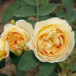 Romantikrose 'Felidae'