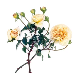 Romantikrose 'Felidae'