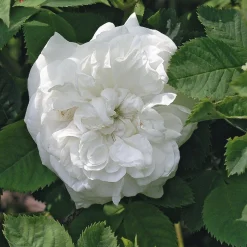 Rosenhecke Bauerngarten