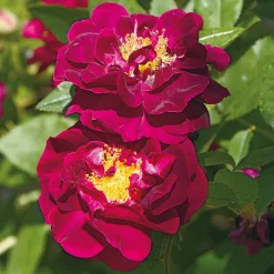 Rosenhecke Bauerngarten