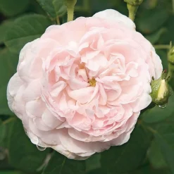 Rosenhecke Bauerngarten