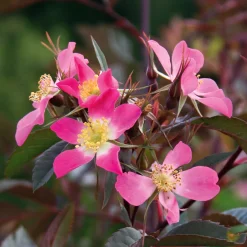 Rosenhecke Heimische Wildrosen