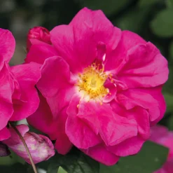 Rosenhecke Heimische Wildrosen