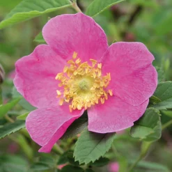 Rosenhecke Heimische Wildrosen