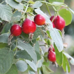 Rosenpaket Hagebuttenrosen