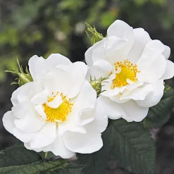 Rosenpaket Hagebuttenrosen