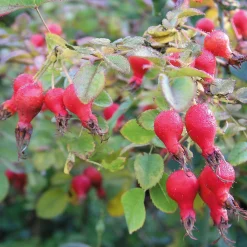Rosenpaket Hagebuttenrosen