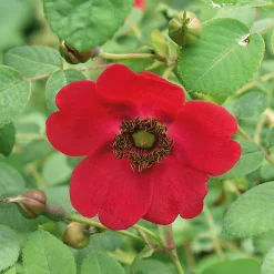 Rosenpaket Hagebuttenrosen