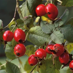 Rosenpaket Hagebuttenrosen
