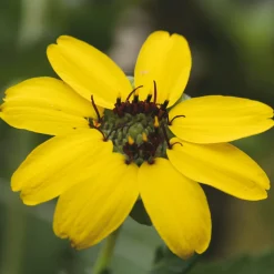 Saatgut Gemüse und Blumen für Kinder