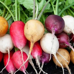 Saatgut Gemüse und Blumen für Kinder