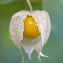 Saatgut Gemüse und Blumen für Kinder