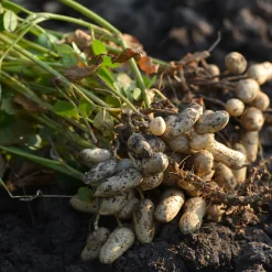 Saatgut Gemüse und Blumen für Kinder