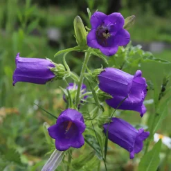 Saatgutset im Holzkästchen