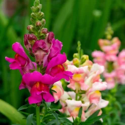 Saatgutset im Holzkästchen