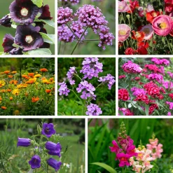 Saatgutset im Holzkästchen