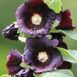 Saatgutset im Holzkästchen