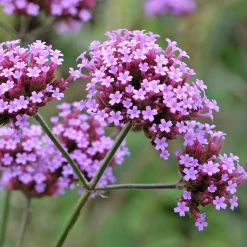 Saatgutset im Holzkästchen