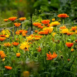 Saatgutset im Holzkästchen