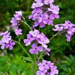 Saatgutset im Holzkästchen