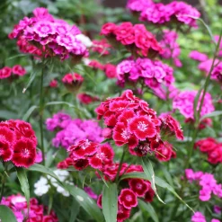 Saatgutset im Holzkästchen