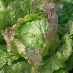 Saatgutset im Holzkästchen