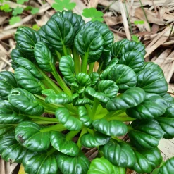 Saatgutset im Holzkästchen